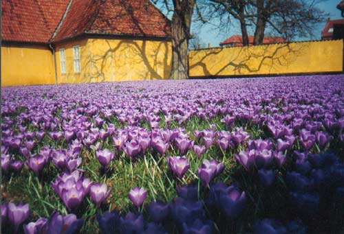crocus. foto sdm