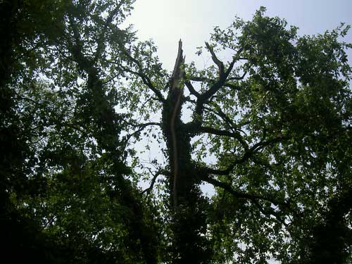 Quercia