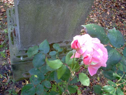 il vecchio cimitero di jena. foto di stefano