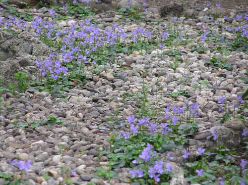 v come... violette? foto sdm
